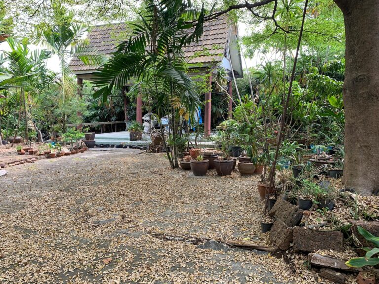 For Rent: 2-storey house with land, Sukhumvit Soi 109 (Santikham Soi 8), Soi Yen Chit or Soi Wat Dan Samrong — photo 3 of 6